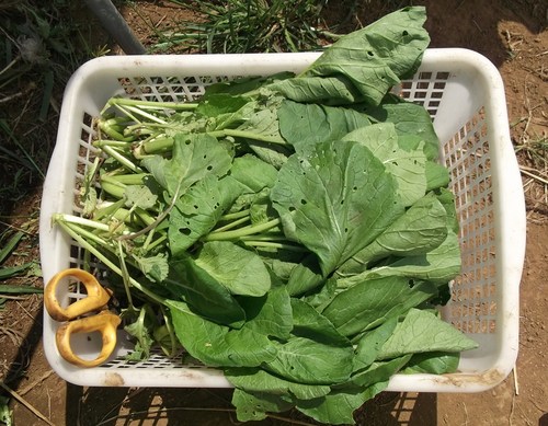 野菜の種の発芽は....人参、玉ねぎ等_b0137932_18323793.jpg