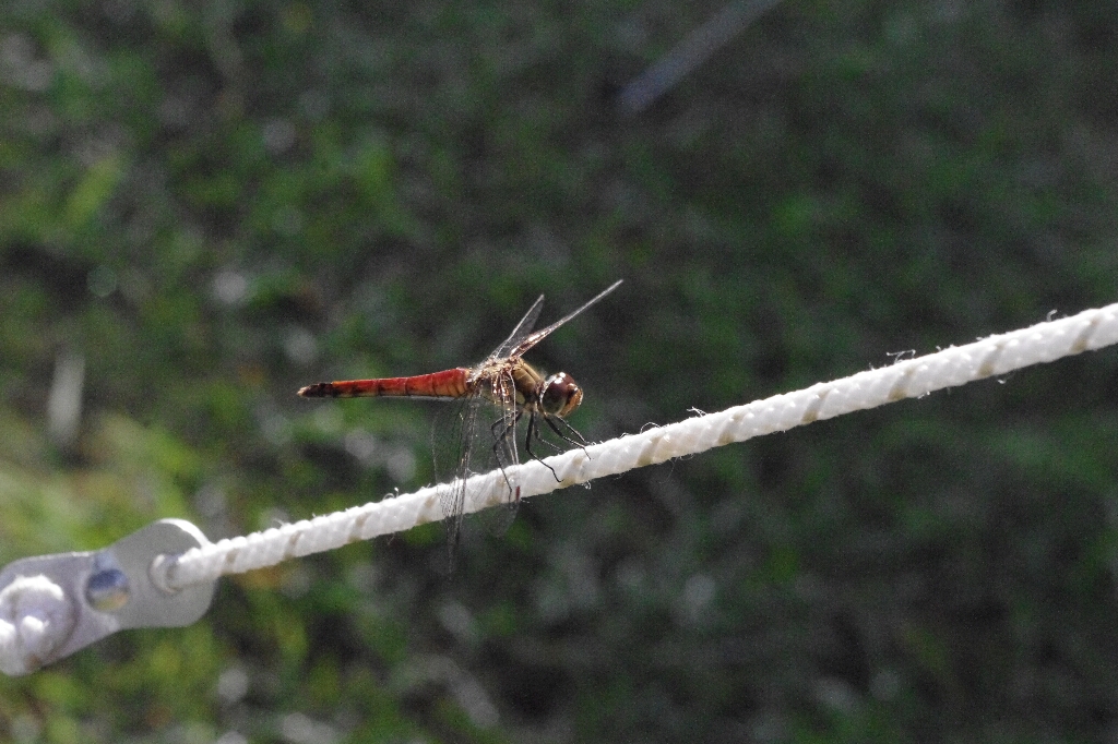 c0113733_0374535.jpg