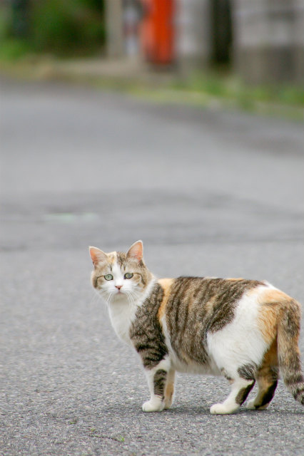 ミーちゃん さようなら ぽー きぃ