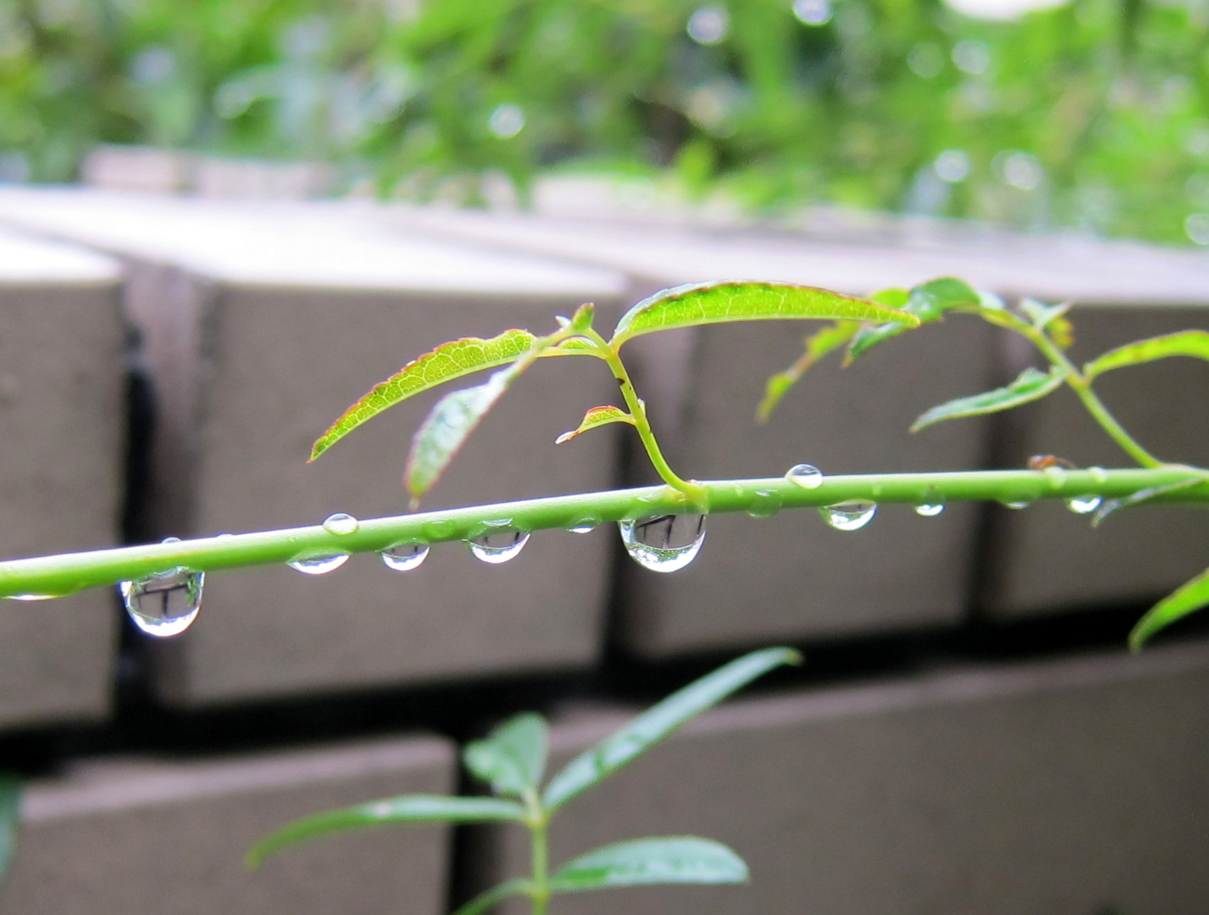 雨があがって_b0178339_1642141.jpg