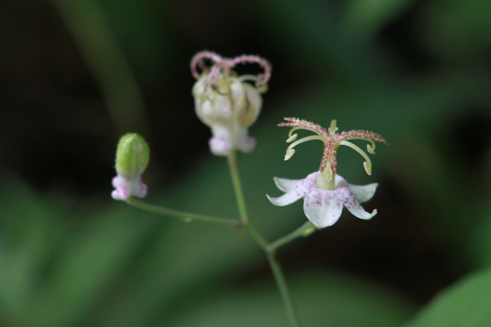 標高900m・・・秘境の花！　_c0172139_0583588.jpg