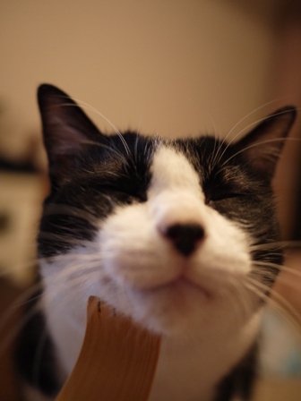 孫の手わしわし猫 空編。_a0143140_23402488.jpg