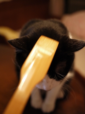 孫の手わしわし猫 空編。_a0143140_23412571.jpg