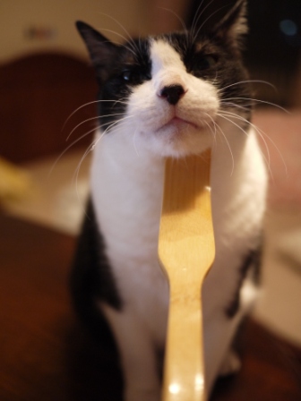 孫の手わしわし猫 空編。_a0143140_23425874.jpg