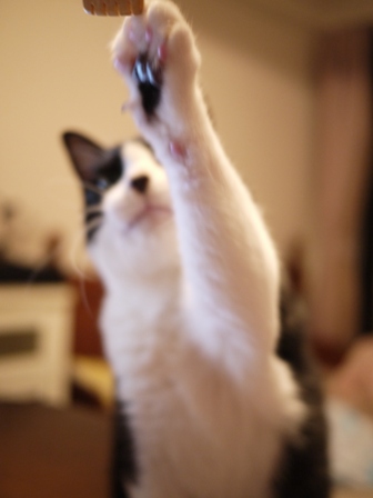 孫の手わしわし猫 空編。_a0143140_23434533.jpg