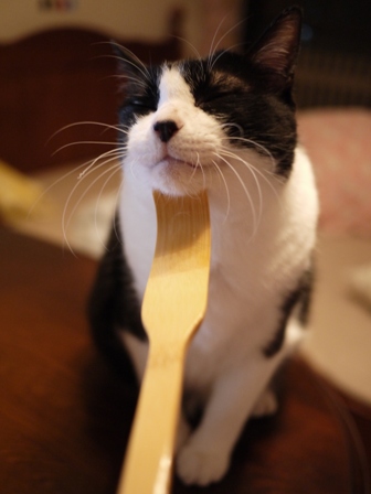 孫の手わしわし猫 空編。_a0143140_23444228.jpg