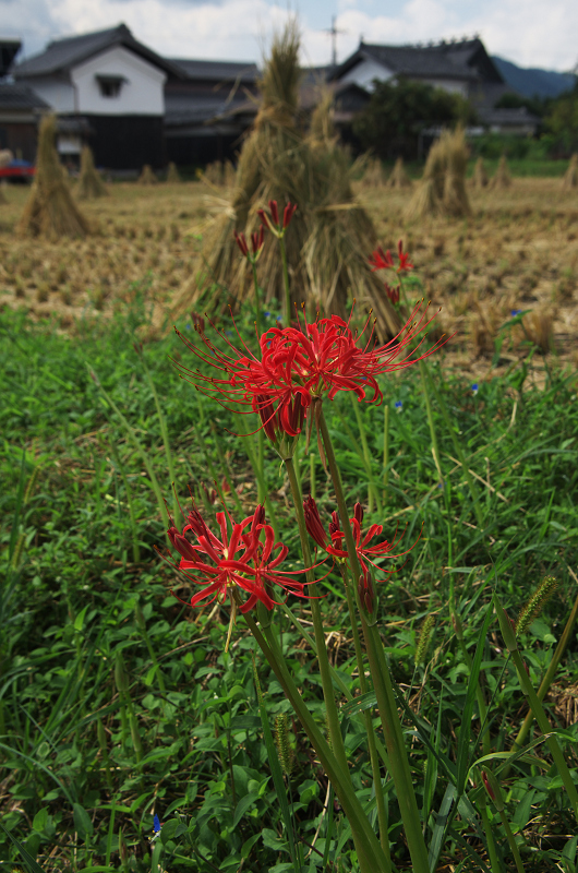 亀岡・曽我部の彼岸花_f0155048_14334426.jpg