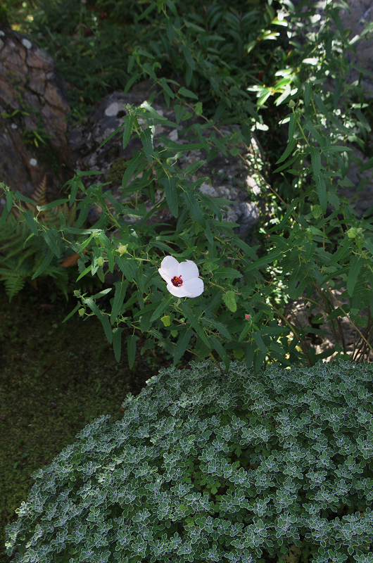 花咲く天龍寺_f0155048_22461017.jpg