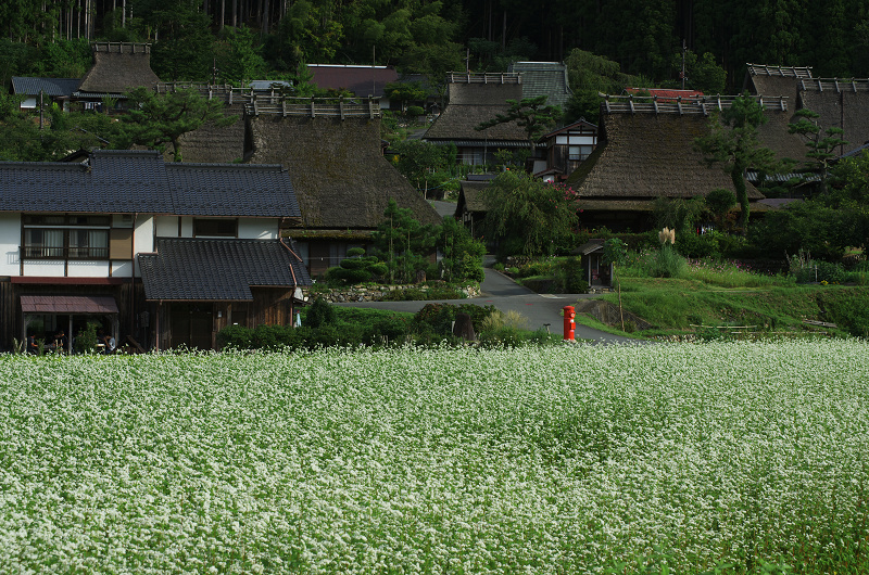 美山の蕎麦畑_f0155048_23502136.jpg