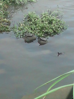 c0115560_11264888.jpg
