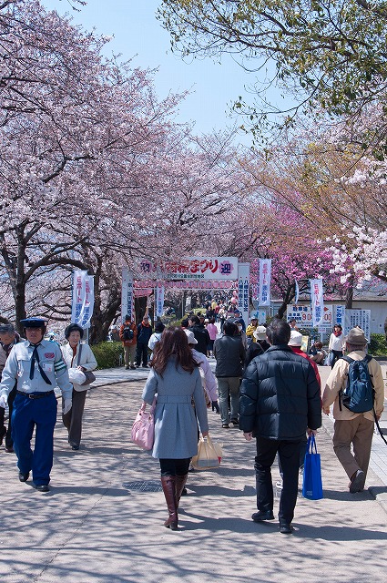 桜のトンネル～八幡市背割堤～(Ｈ24.4.8)_e0209962_10286.jpg