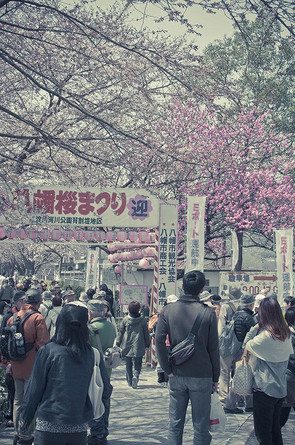 桜のトンネル～八幡市背割堤～(Ｈ24.4.8)_e0209962_103881.jpg