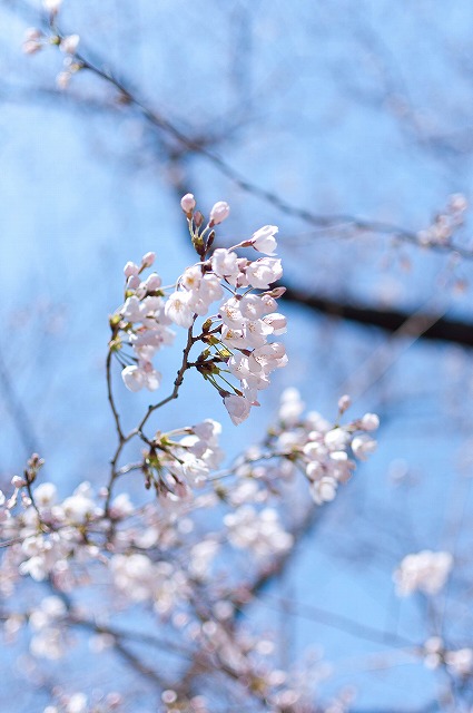 桜のトンネル～八幡市背割堤～(Ｈ24.4.8)_e0209962_11919.jpg