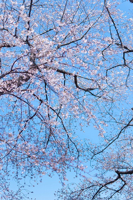 桜のトンネル～八幡市背割堤～(Ｈ24.4.8)_e0209962_12157.jpg