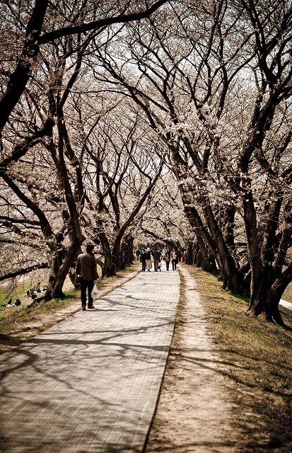 桜のトンネル～八幡市背割堤～(Ｈ24.4.8)_e0209962_15557.jpg