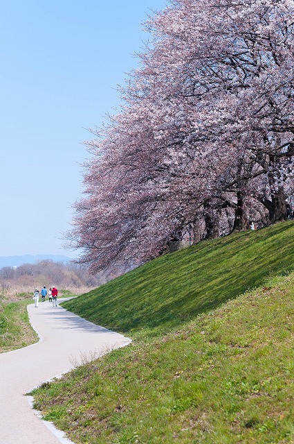 桜のトンネル～八幡市背割堤～(Ｈ24.4.8)_e0209962_212668.jpg