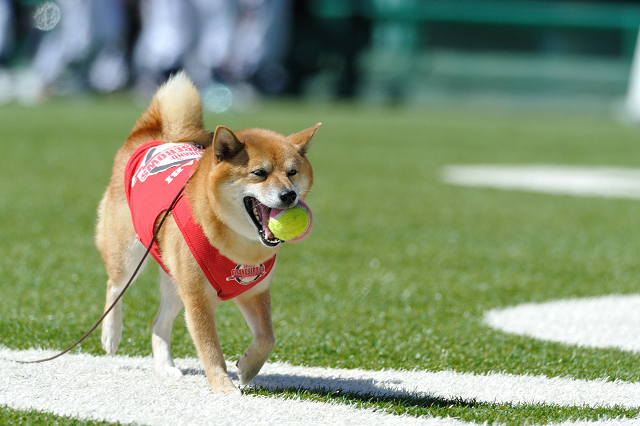 ９．１７　長野オリンピックスタジアム　対富山サンダーバーズ　その３_c0197772_20412814.jpg