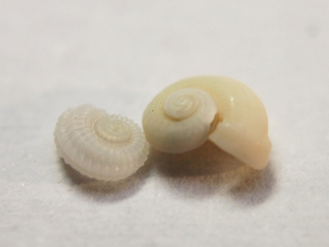 b0135573_6562443.jpg