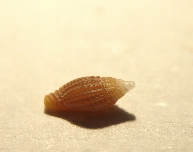 b0135573_6565178.jpg