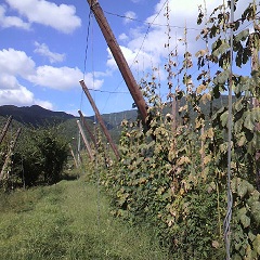 志賀高原ビール_b0016474_1764927.jpg