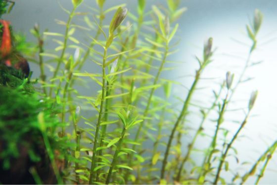 苔の水中化近況と新入り水草のその後 参参参ばんきん の すいそう 苔の水中化近況と新入り水草のその後 参参参ばんきん の すいそう
