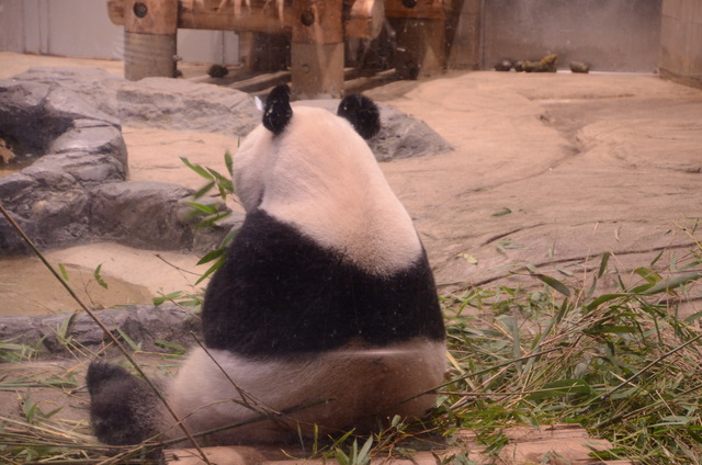 ２０１２年９月上野動物園パンダ見隊　その１_a0052986_2356579.jpg