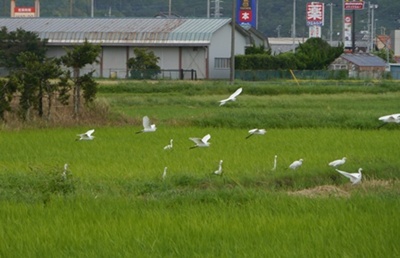 成東の史跡巡りで16キロ争覇、今日は3万歩越えでした(午前の部)_b0175688_2235389.jpg