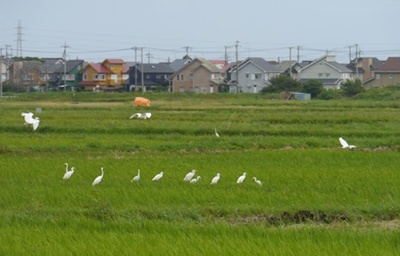 成東の史跡巡りで16キロ争覇、今日は3万歩越えでした(午前の部)_b0175688_224119.jpg