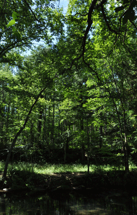 f0166288_5371944.gif