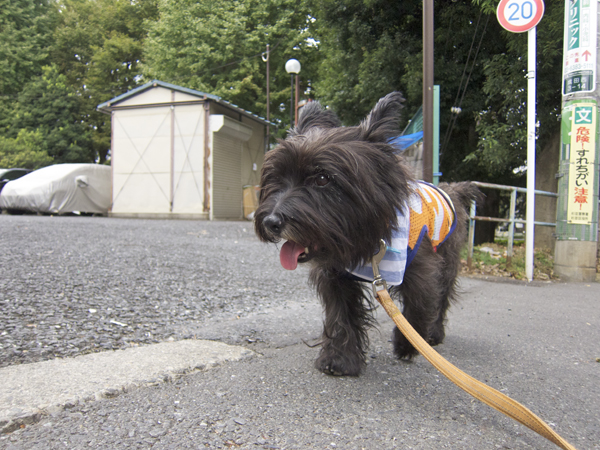 犬心と秋の空_e0176691_054872.jpg