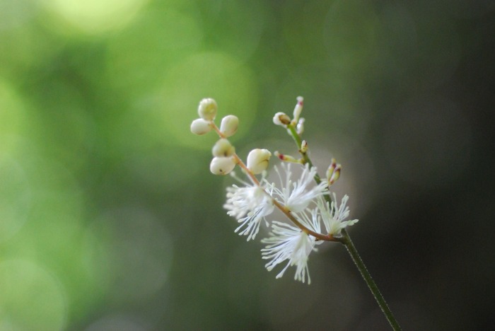 保護活動の山で見た花々　\'12.9.16_d0168292_2043198.jpg