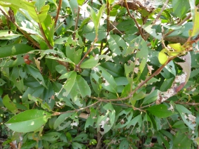 閲覧注意 秋の害虫駆除大作戦 ゆきぞのブログ 閲覧注意 秋の害虫駆除大作戦 ゆきぞのブログ