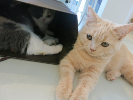 クリコ&キャリコ 5ヶ月_c0108595_3594720.jpg