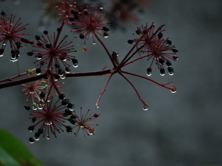 恵みの雨_e0120896_7354676.jpg