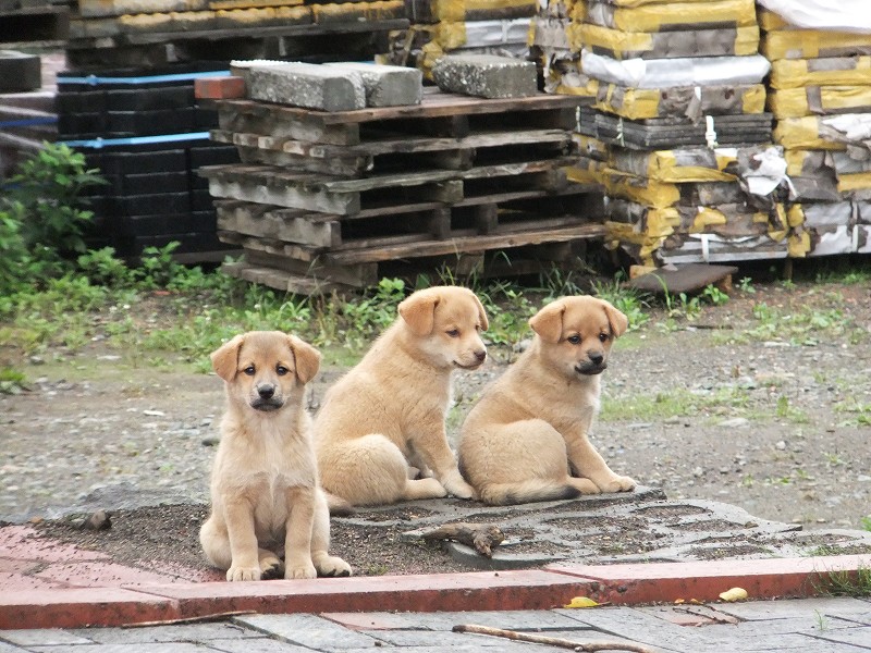 子犬の里親募集してます 栗山町 手づくり家具ショールーム 匠の森 のブログ