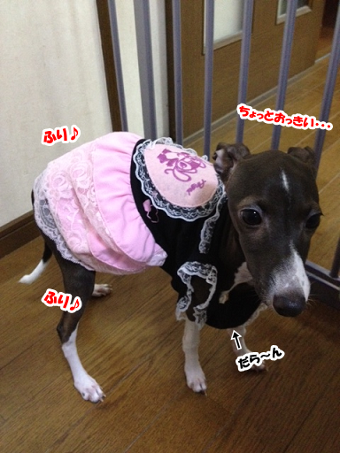 「土佐犬」、あらわる。_e0290901_17104679.png