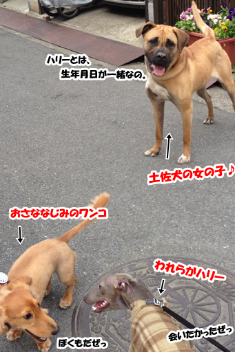 土佐犬 あらわる ハリーとべにちゃんの暮らし