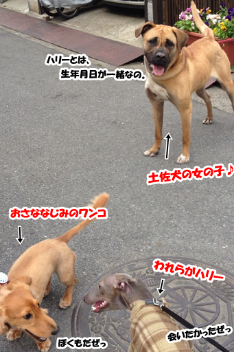 「土佐犬」、あらわる。_e0290901_17145989.png