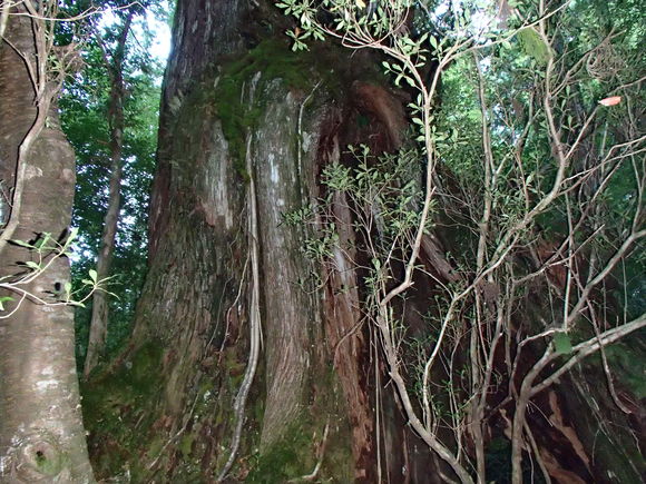 屋久島旅行　～登山篇～_f0219810_2140409.jpg