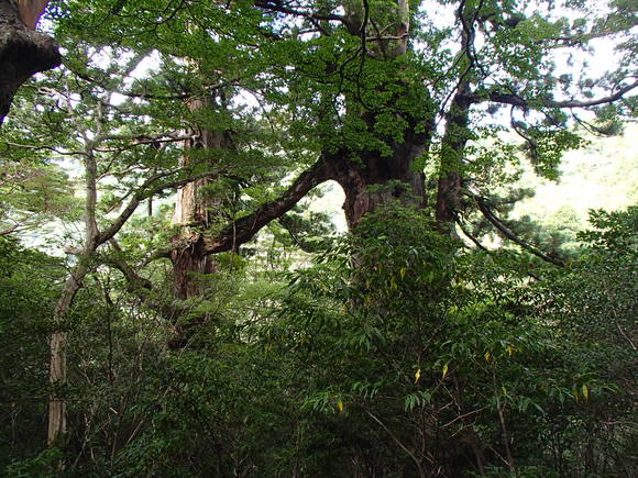 屋久島旅行　～登山篇～_f0219810_21551161.jpg