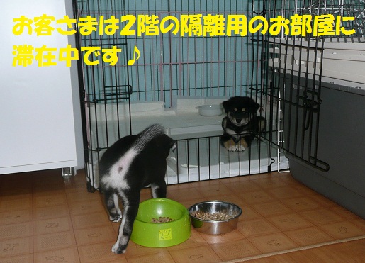 可愛いお客さま♪_f0121712_21321278.jpg
