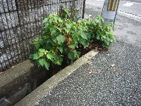 水路が掃除され冠水しなくなりました。_c0133422_0165271.jpg