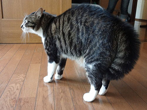 e0193822_181870.gif