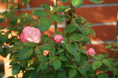 f0170524_1623465.jpg