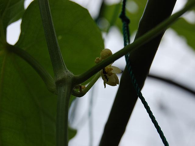 隼人瓜 ハヤトウリ 花の仲間調べ