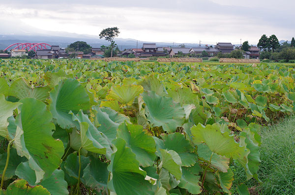 レジェンド探索ポタ～大山町ステージ～_f0007926_12341313.jpg