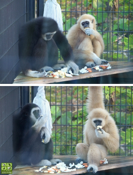 生後2日目のシロテテナガザルの赤ちゃんと家族の様子_a0230833_2022365.jpg