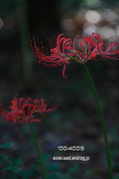 《花》　彼岸花（赤）　18-270mm　（興禅院）_c0080036_2359287.jpg