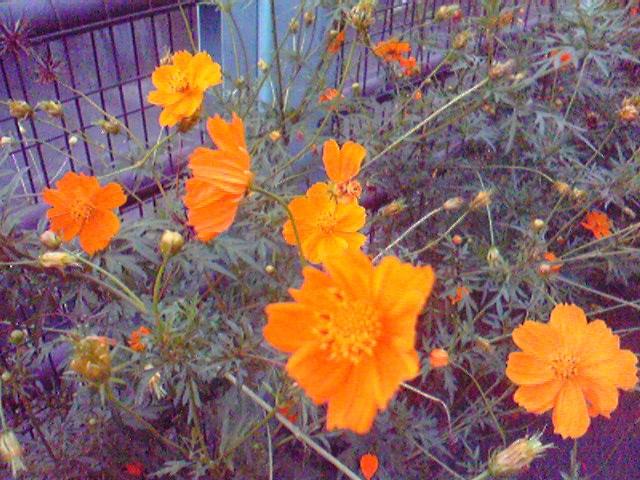 c0076939_23182381.jpg