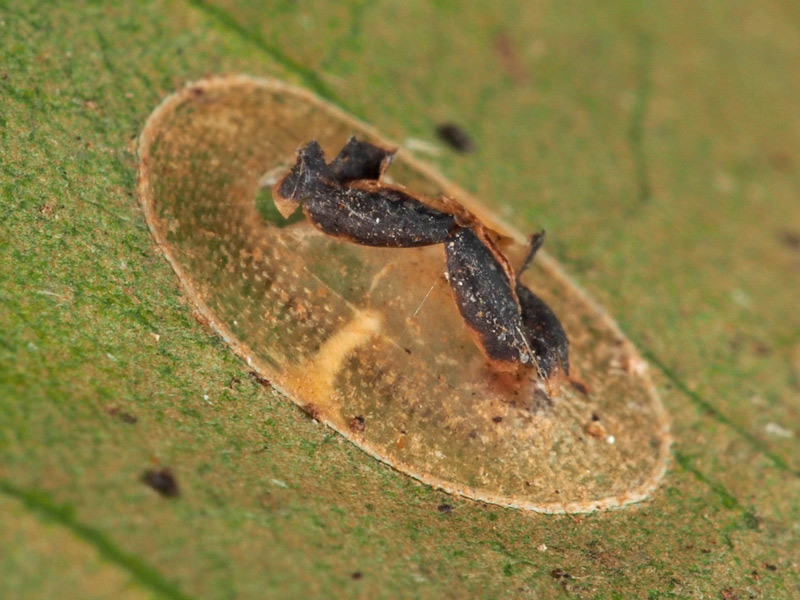 カイガラムシ の抜け殻 ２９４７ 小さき者たちの世界